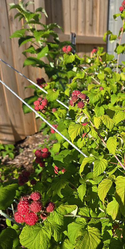 small red raspberries on bushes.