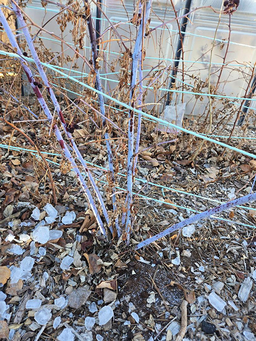 close-up of tree branches.