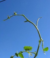Una planta sin hojas