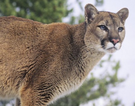 A large mountain lion stands on a rock in the woods, photo is from NDOW website.