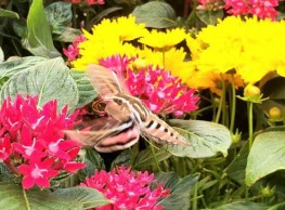 Una Polilla alimentándose del néctar de flores.