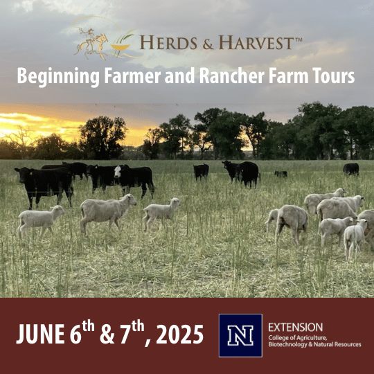 Picture of cattle with text that reads "HERDS & HARVEST™ Beginning Farmer and Rancher Farm Tours JUNE 6* & 7th, 2025"