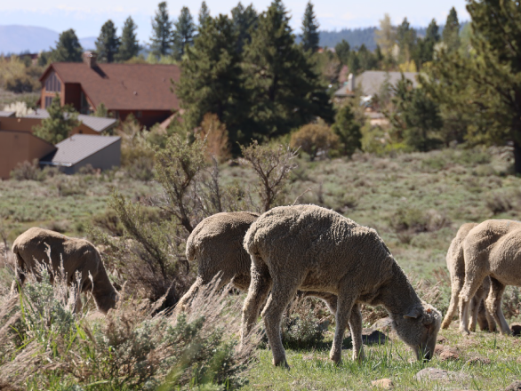 Photo of a group of sheep grazing in an open area near homes