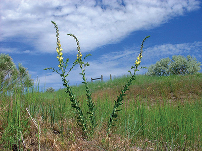 Dalmatian Toadflax plant, tall stems in a cluster with bright yellow flowers.