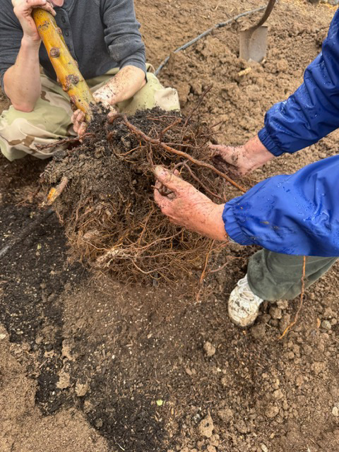 close up of hands holding plant roots.