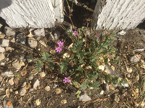 plant with purple flowers and green leaves in the dirt.