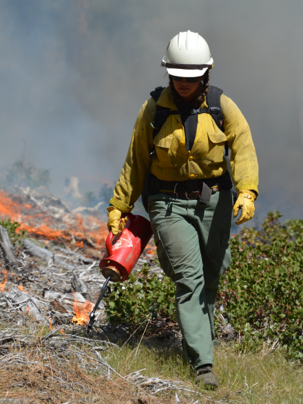 Photo of a wildland firefighter holding a drip torch and igniting a prescribed fire