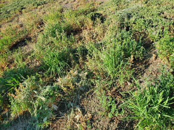 Weak and thin alfalfa stand