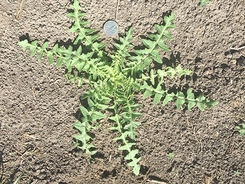 small green plant next to a quarter on the dirt.