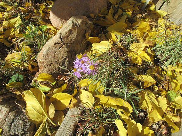 graphic of tomatoes, carrots, and lettuce
