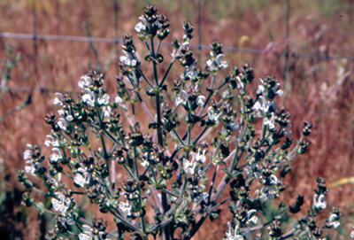 Mediterranean sage growing as a shrub with small white flowers