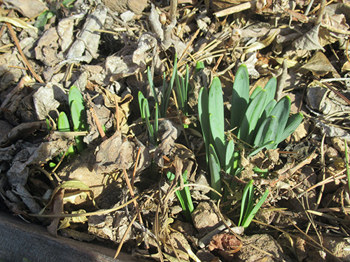 Grass growing form ground with dry leaves around.