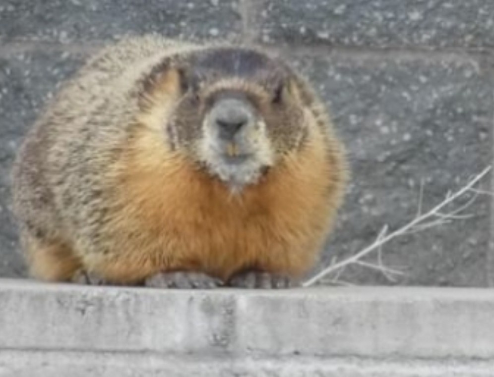 A yellow bellied marmot stands on a low wall at Rosewood Nature Study Area in Reno Nevada.