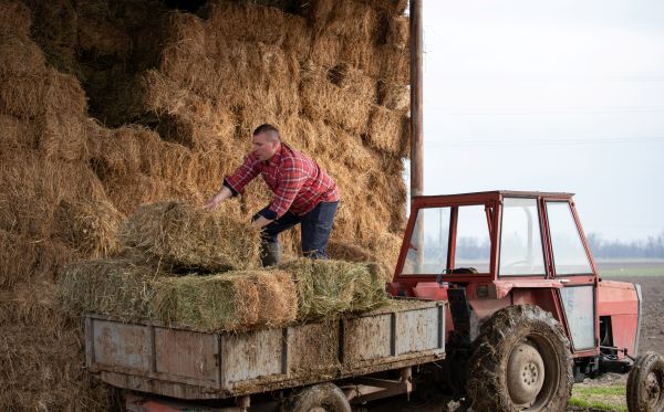A farmer loading hay bales on a truck