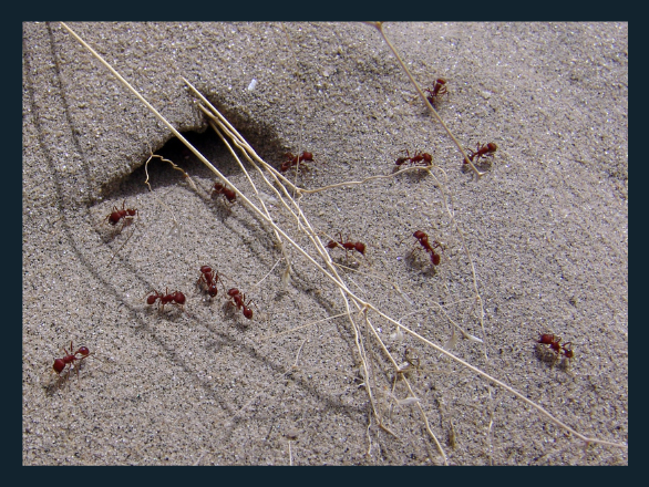 A sandy ant hill in the desert surrounded by reddish ants.