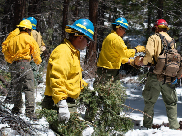 Photo fo a fire crew building and burning vegetation piles in a forest 