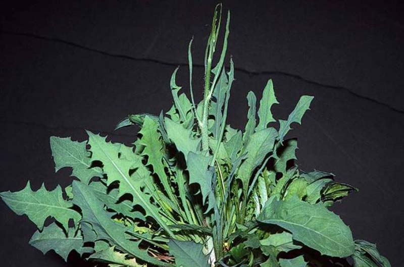 Rush skeletonweed, a large plant with serrated leaves growing straight up.