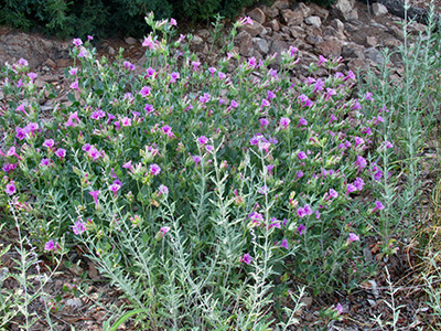 green bush with pink flowers