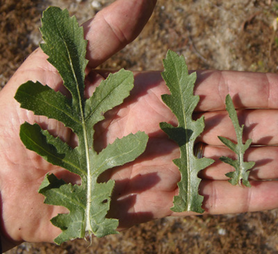 Mediterranean desert knapweed (Volutaria tubuliflora) leaves in a hand 