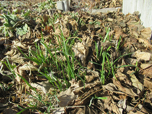 Grass growing form ground with dry leaves around.