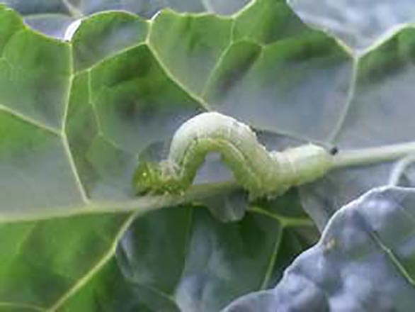 A single cabbage moth caterpillar on leaves.