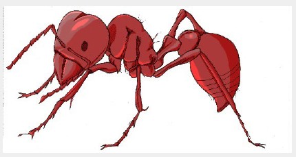 Ilustración de una adulta de hormiga cosechadora. Ilustración de James Schwarz.