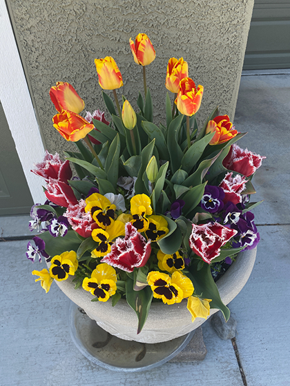 A pot with yellow and orange tulips, pink, purple and yellow flowers.