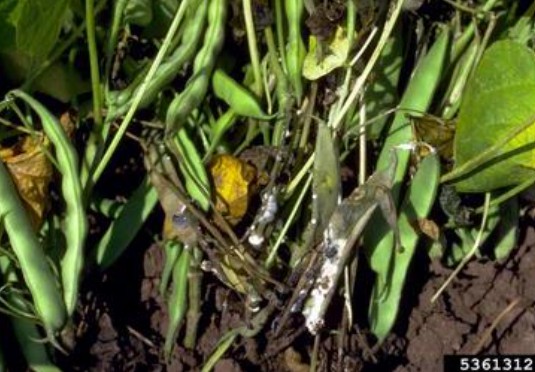 Sclerotinia timber rot  Sclerotinia sclerotiorum  sypmtopms in greenbeansHoward F. Schwartz, Colorado State University, Bugwood.org