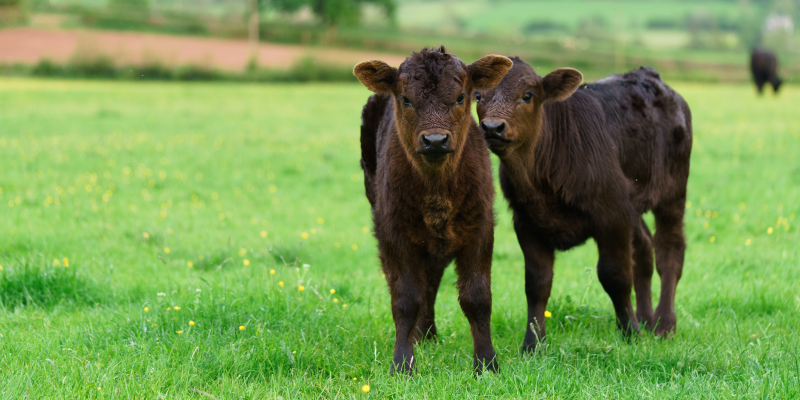 two calves in a field