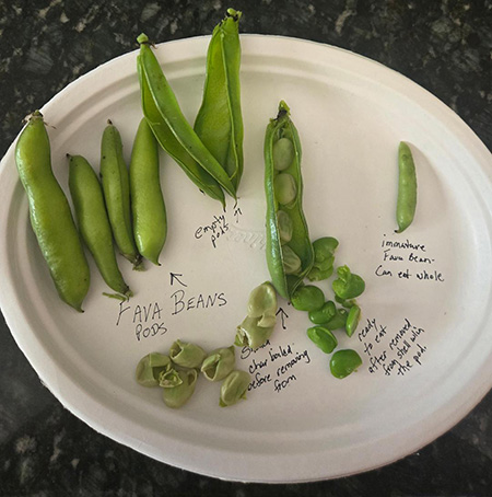 plate of bean pods.