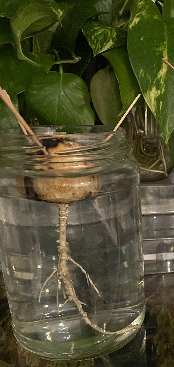 Avocado seeds rooting in water.