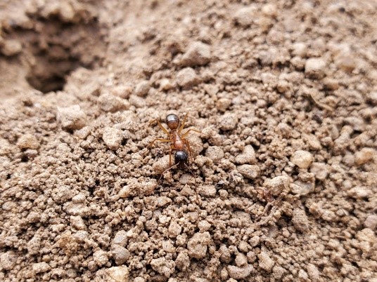 A single carpenter ant on course sand.