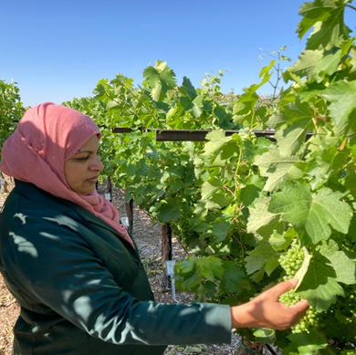 A woman touching grapes growing on a vine.