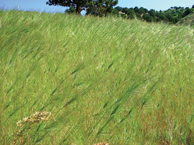 Medusahead (Taeniatherum caput-medusae) growing densely covering a field