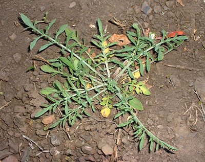 Young Diffuse knapweed plant growing close to the ground.