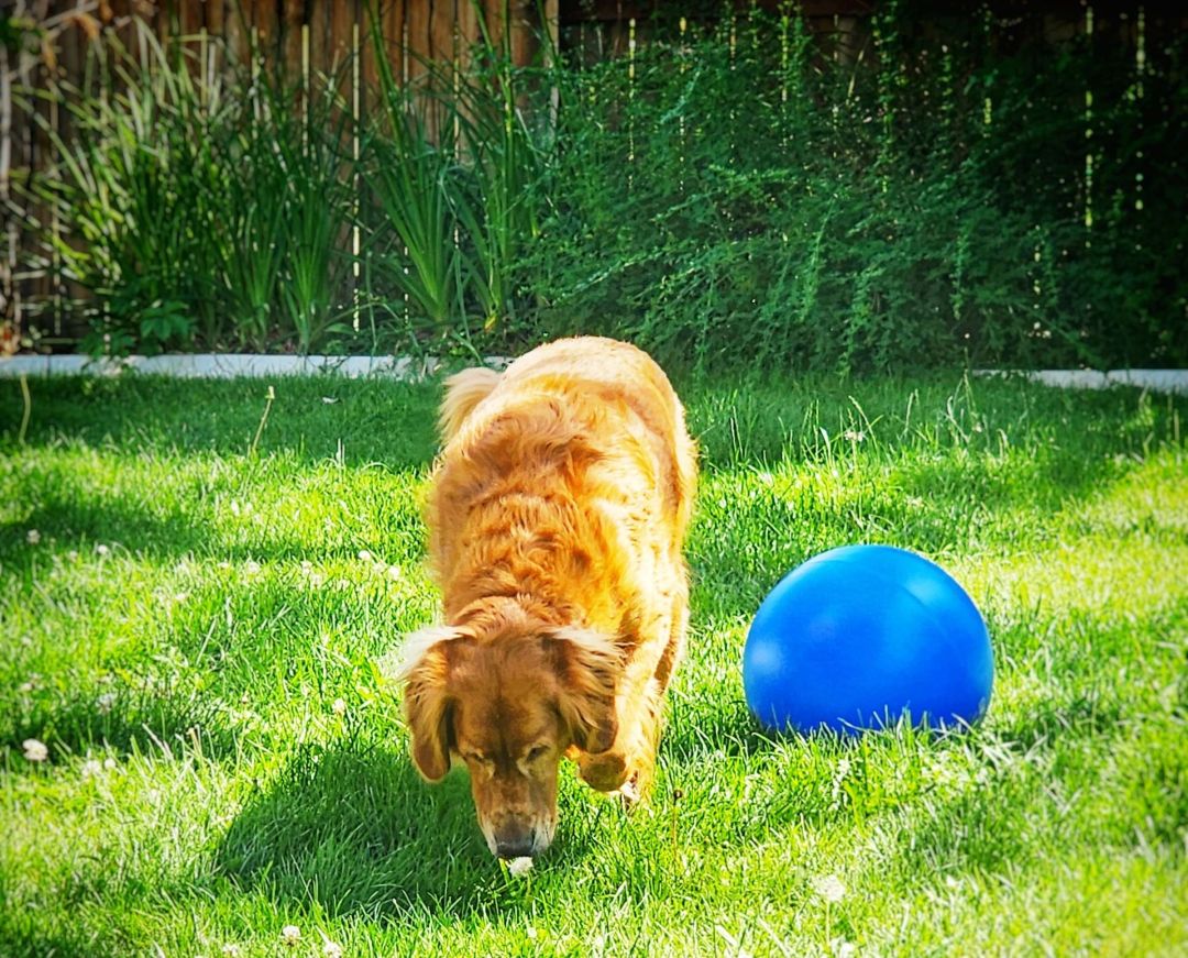 A golden retriever named Hero sniffs a clover flower near a large blue ball on a lush, green, organically pest treated lawn on a sunny day.
