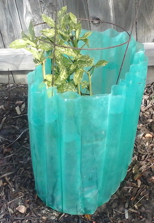 tall green plant with blue plastic covering.