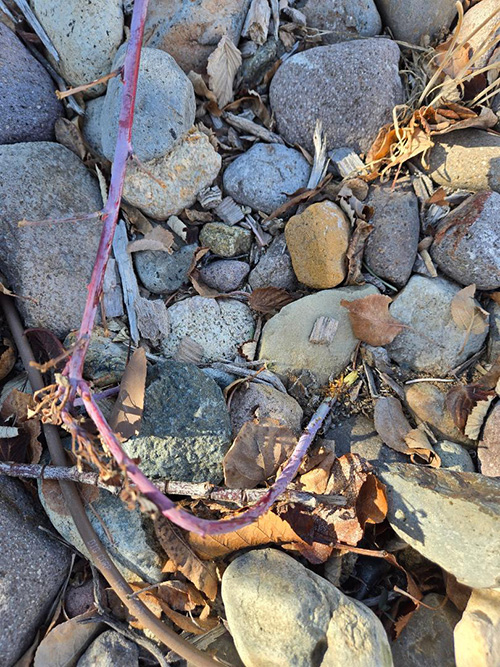 close-up of a stick on some rocks.