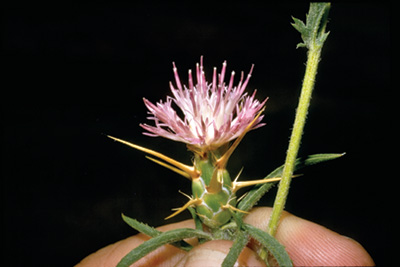 Iberian starthistle plant showing a small light purple thistle