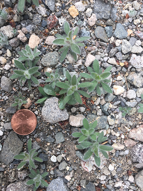 small green plant next to a penny.