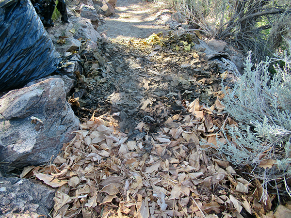Mulch and leaves on the ground.