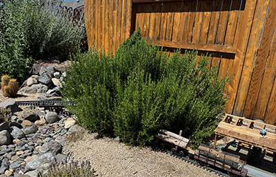 rosemary bush in a yard with a fence