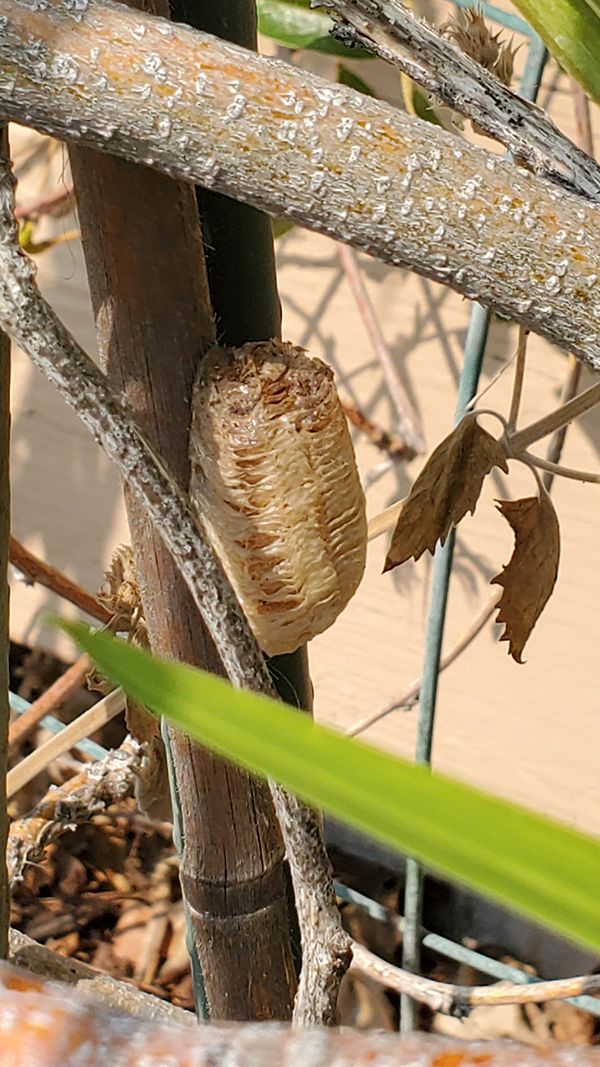 close up of a cacoon