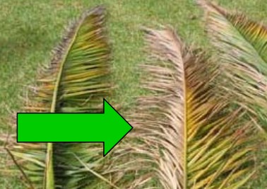Fronds die on one side or both sides starting from tips. Image by David Smith