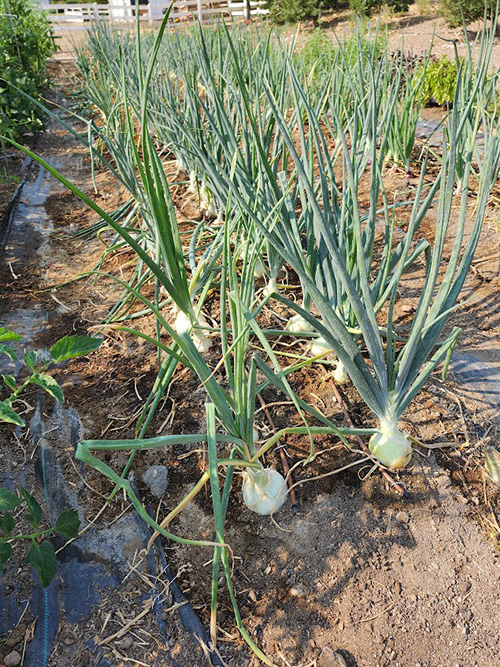 rows of large white onions popping out of the dirt.