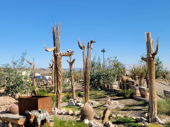 Image of: 7. Cactus Joe’s & Desert Native Plants