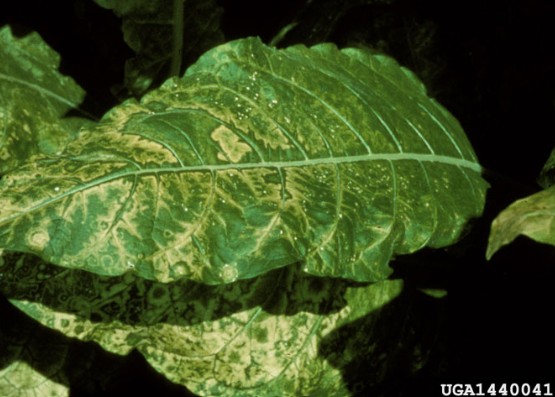 The most distinguishing symptom of alfalfa mosaic virus, a bright yellow mosaic of the affected leaves photo by  R.J. Reynolds Tobacco Company 