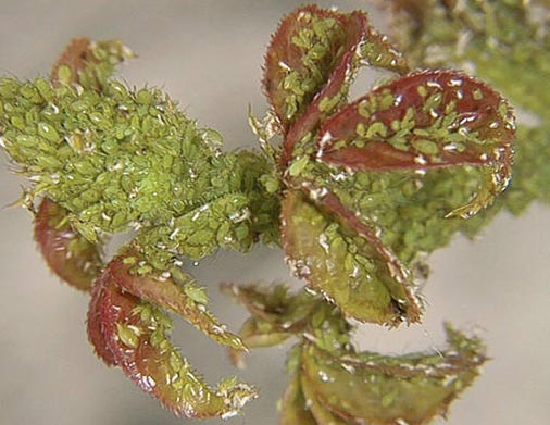 A plant head swarming with thousands of tiny green aphids, densely packed. 