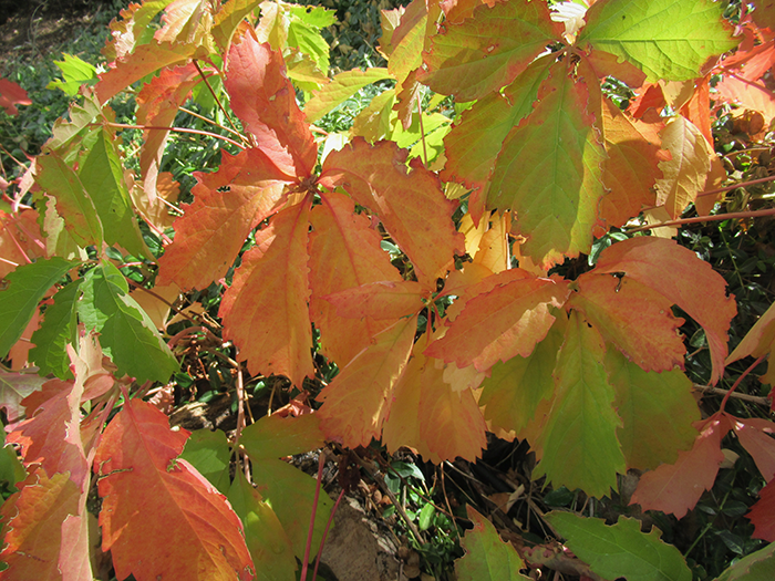 Fall colors of virginia creeper