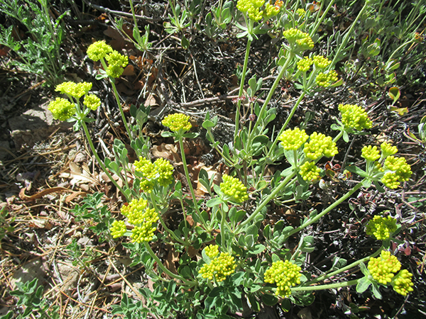 green bushy plant with yellow flowers.